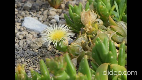 Kanna Sceletium tortuosum. SSRI . Academic sourcing.