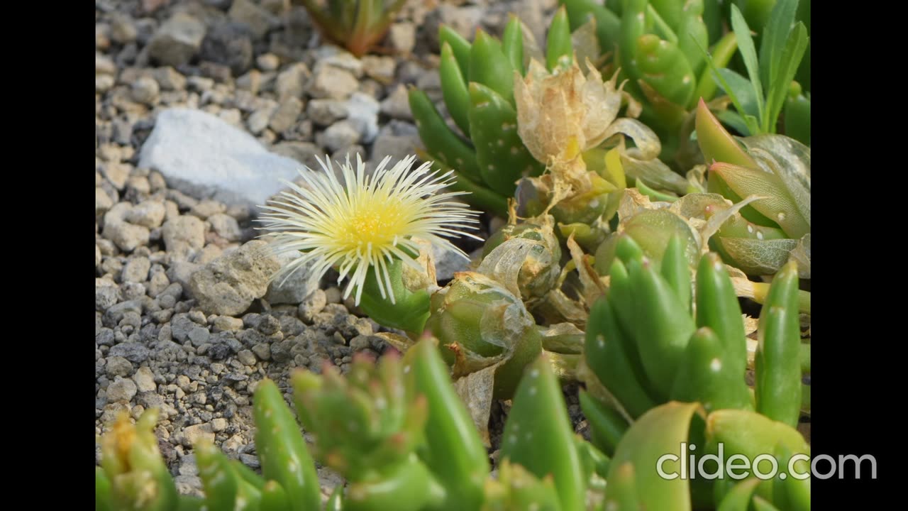 Kanna Sceletium tortuosum. SSRI . Academic sourcing.