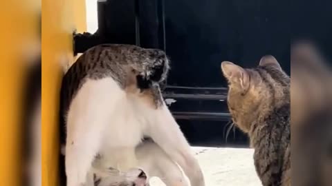 Funny cats - Can't stop laughing with these two cats