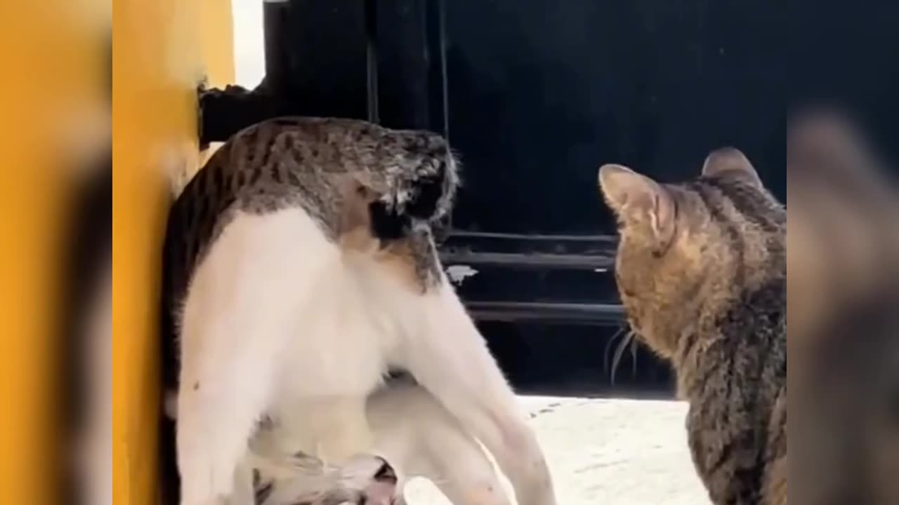 Funny cats - Can't stop laughing with these two cats