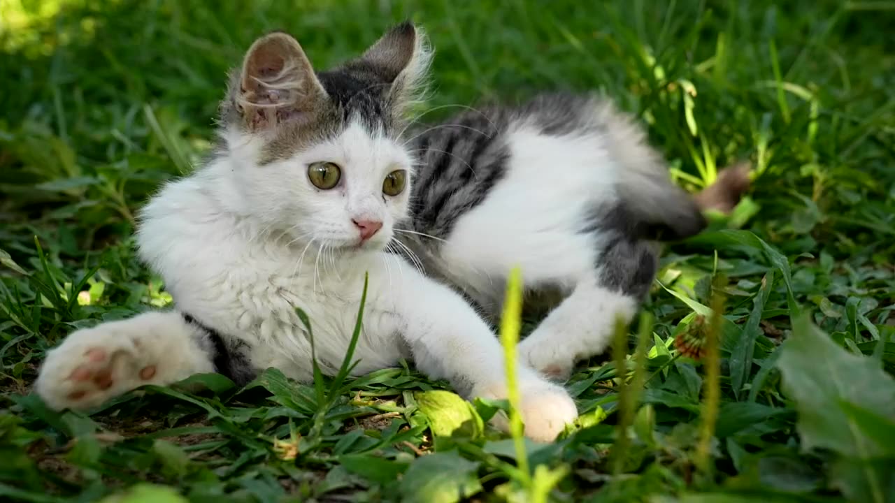 Silly kitten resting on the grass