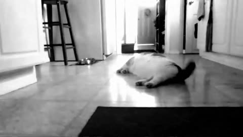 PEBBLES - Kitties Are So Nice!! sung by Bubbles!! (official music video) (360p)