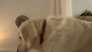 😂🐶 'I come in' with the CUTEST Delivery! | FunFM