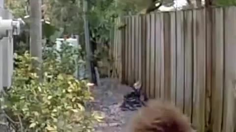 Police searching for child who was caught on camera stomping a duck to death