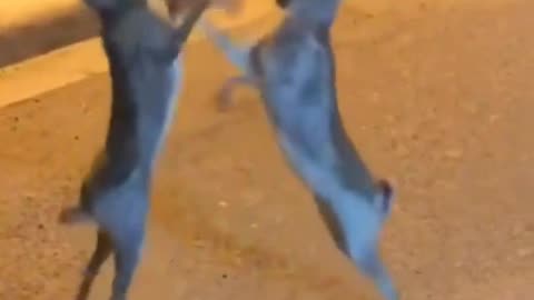 🤣🐇 This Bunny Fight Club is HILARIOUS! | FunFM