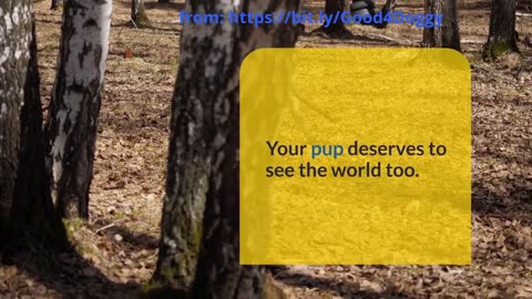 The Ultimate Guide to Traveling with Your Dog – Don’t Leave Without This!