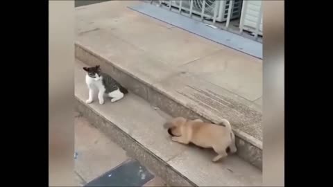 Cat v. Dog :)