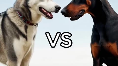 Rottweiler Puppy vs Pitbull puppy