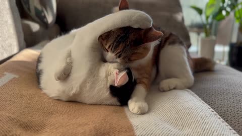 He gently licks her face and their sweet love feels so pure and real