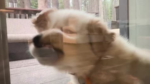 Puppy Loves To Squish Herself In Door Gap