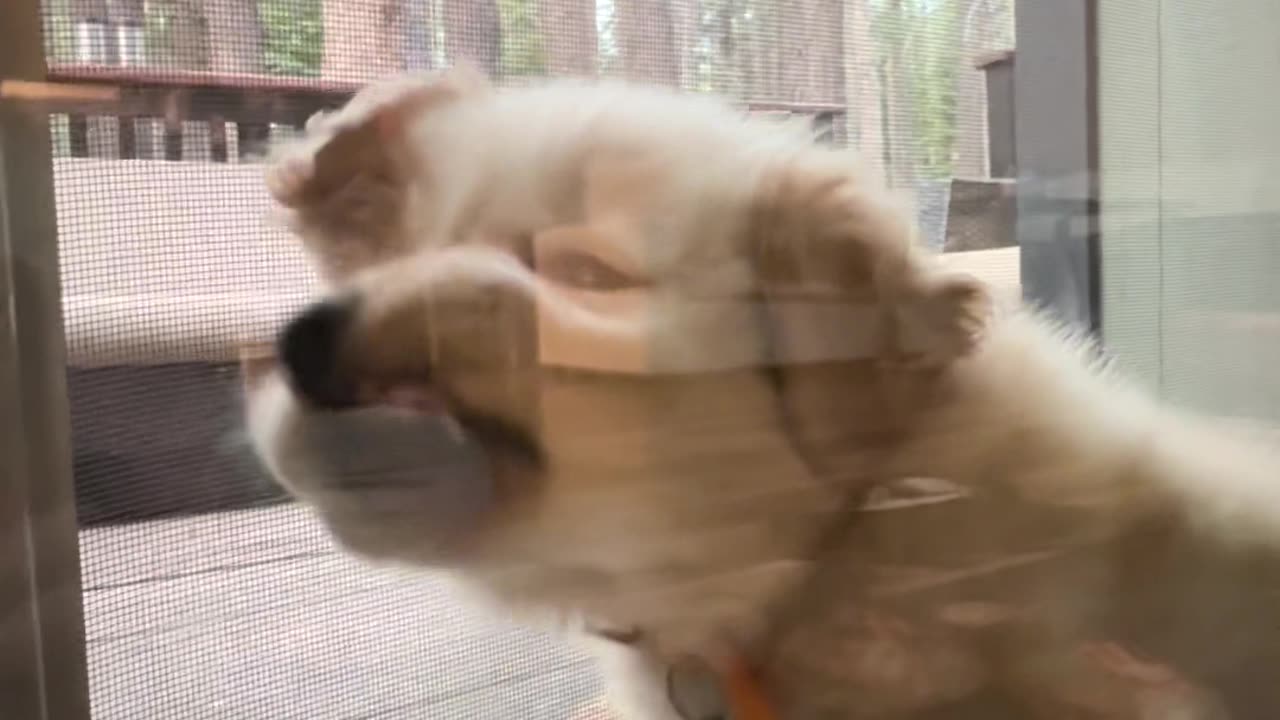Puppy Loves To Squish Herself In Door Gap