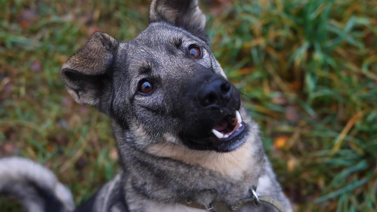 Dog, pet, mammal
