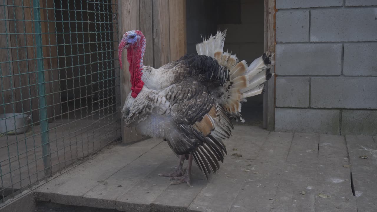 Turkey in Cage