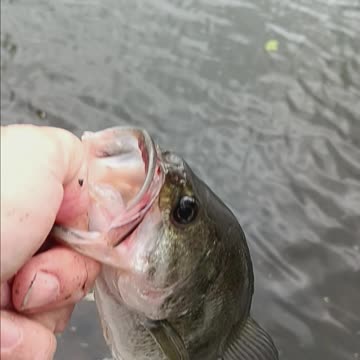 Largemouth bass