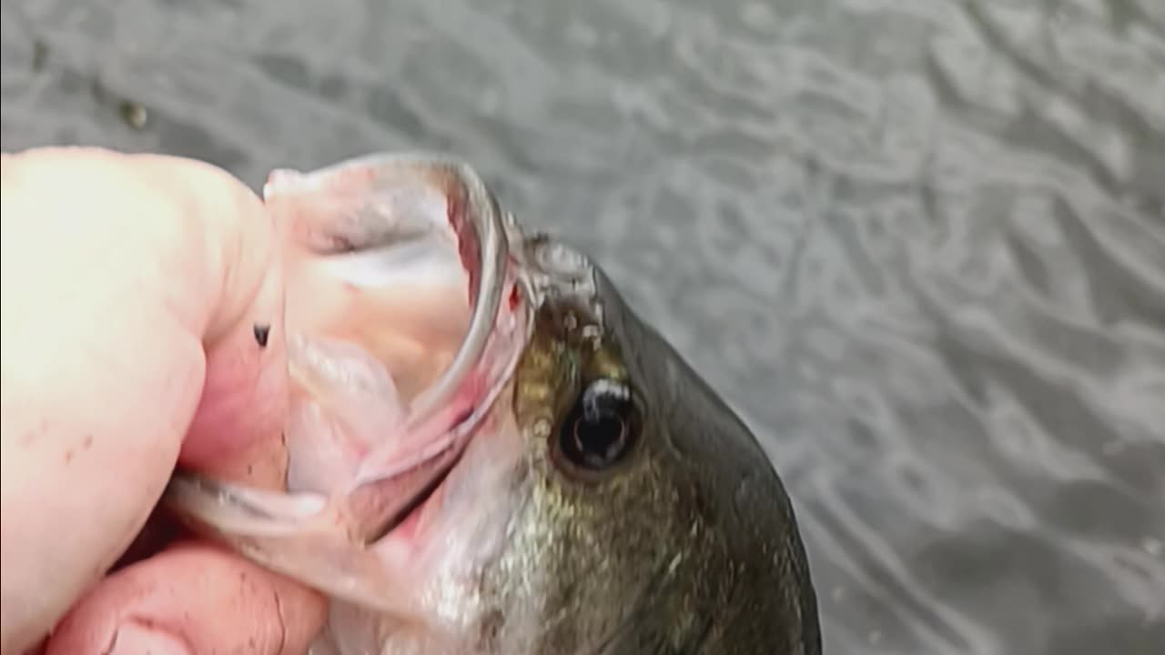 Largemouth bass