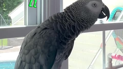 Parrot Says “Dad Fart!” 💨🦜 | Funniest Bird Ever! 😂