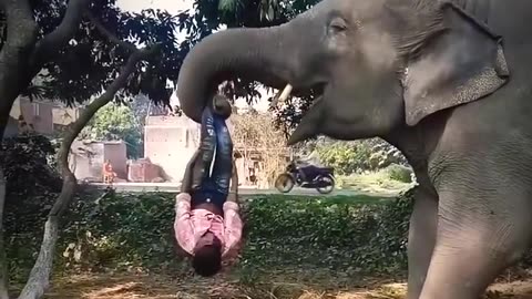 elephant attack