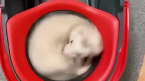 Ferret Rides on a Mop Merry-Go-Round