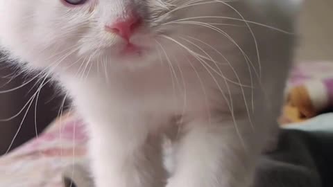 Baby Cat 👌🥰Videos You’ll Ever See! 🐱💖 #CuteBabyCats #VeryNiceVideos