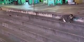 🤣😹 The Moment This Cat Realizes IT'S ALONE NOW! | FunFM