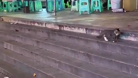🤣😹 The Moment This Cat Realizes IT'S ALONE NOW! | FunFM