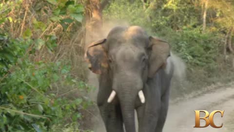 Elephant kills 20 in Indian state as rescue efforts continue