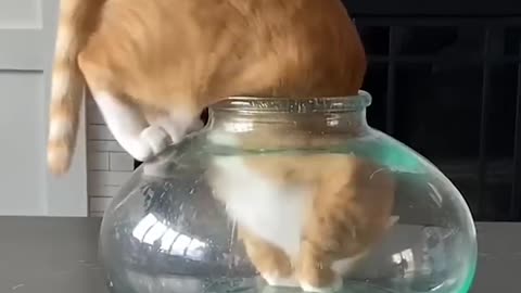 or worse yet, an ELECTRIC EEL 🙀 🎥 #pets #nature #animals #explore #happy #love #funny