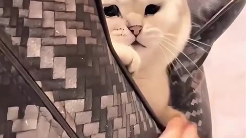 Teasing is a cat's happiness 😊 #shortsvideo