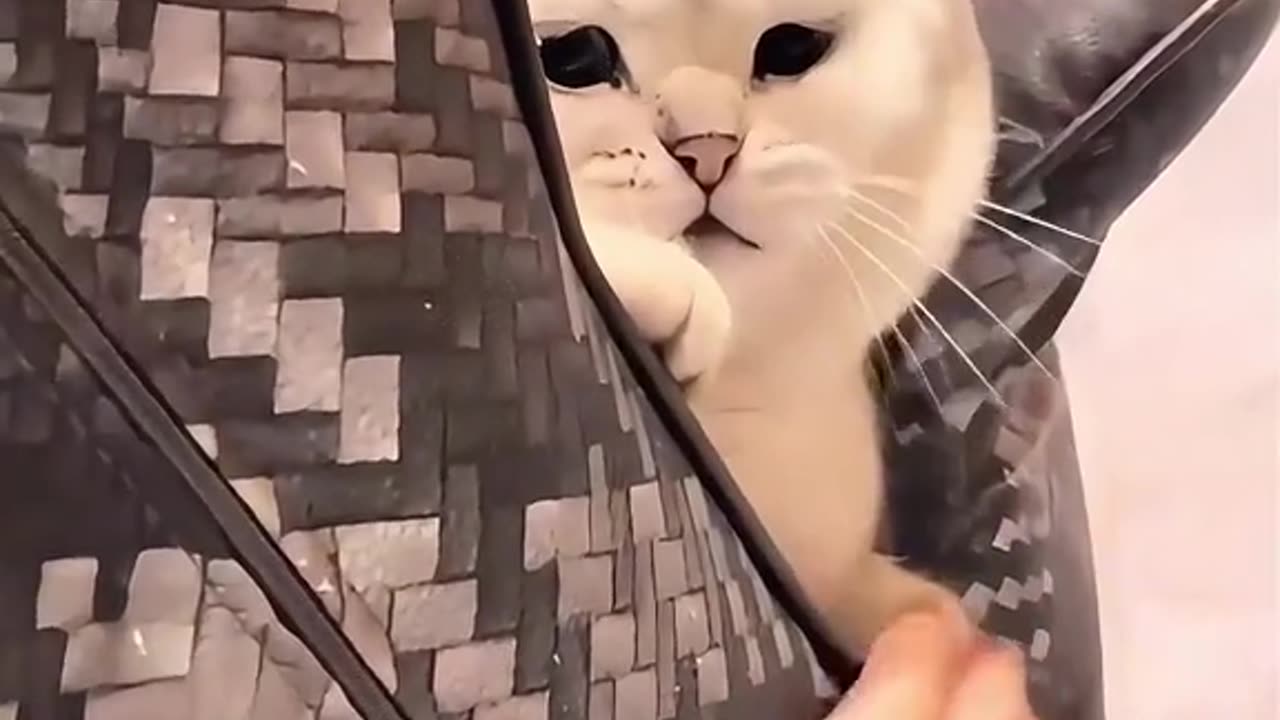 Teasing is a cat's happiness 😊 #shortsvideo