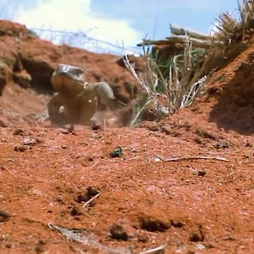 Follow for this type of video....