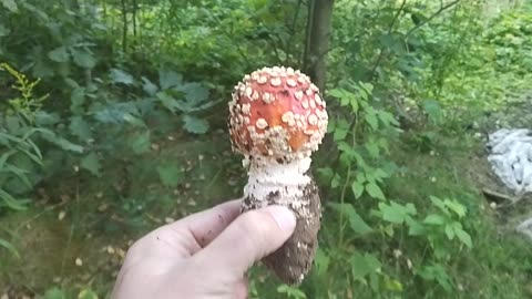 Mushroom hunting trip