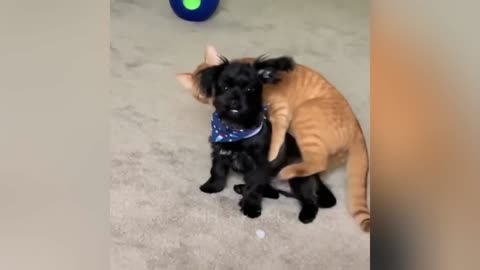 Động Vật Hài Hước | Funniest Animal Videos #2 😂