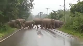 Elephant Stops to Say Thank You
