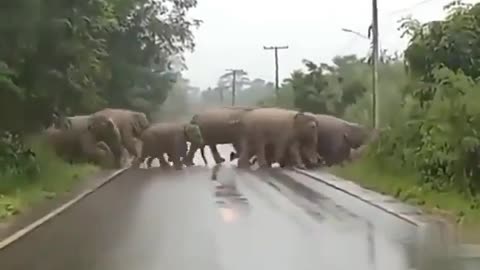 Elephant Stops to Say Thank You