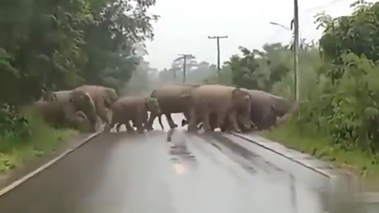 Elephant Stops to Say Thank You
