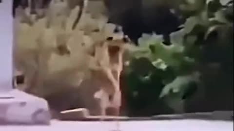 Viral