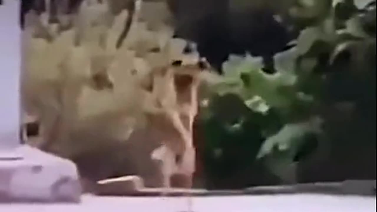 Viral
