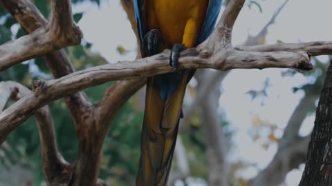 Animal