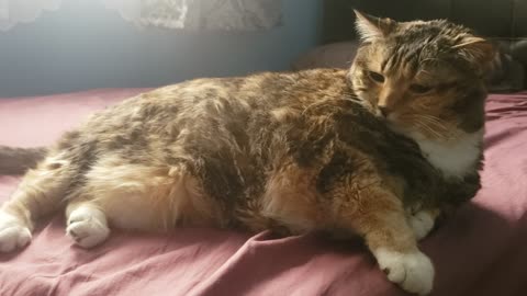 In Bed Beauty Sleep: Cat Paws, Belly, and Pure Cuteness