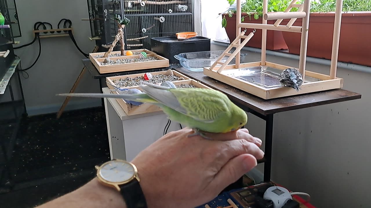 Where's the Millet Gone / Did Someone Say Millet?