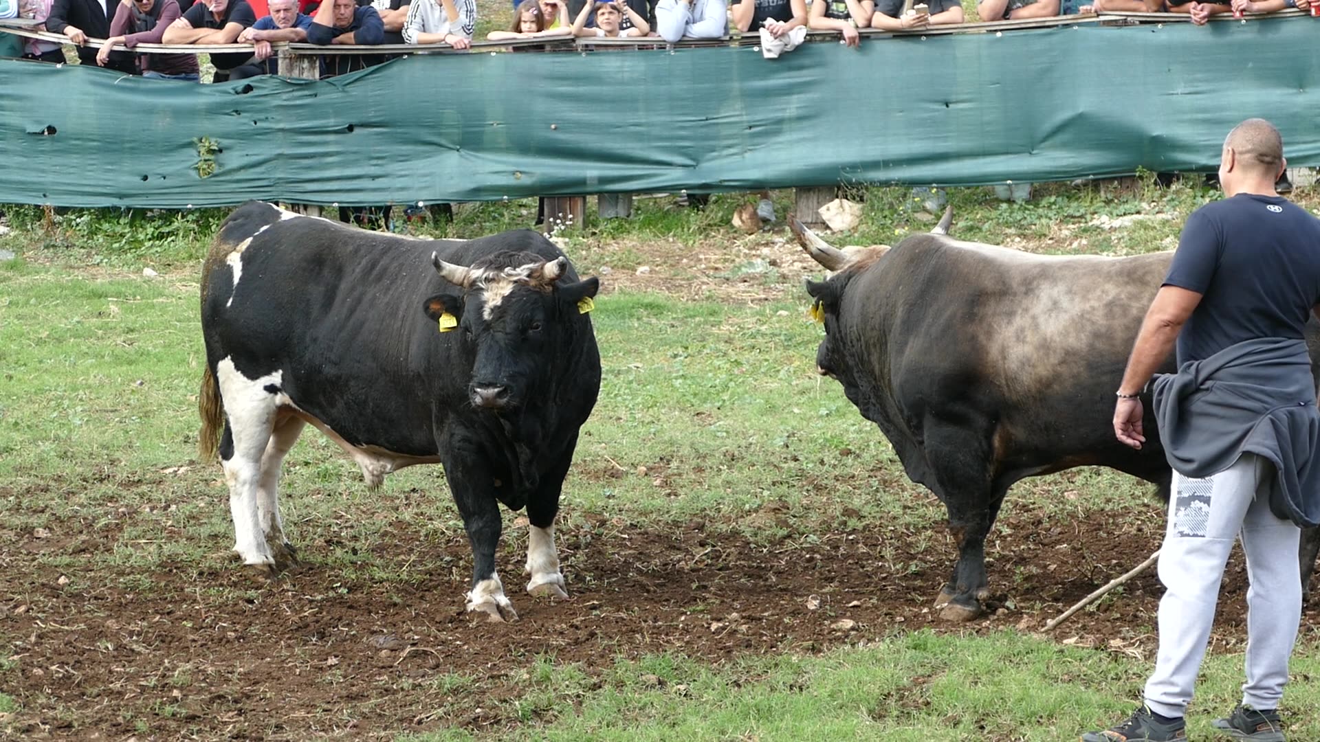 Zimonja od Hrstića vs Mali Krilan od koalicije Benkovac Šestanovac 2025
