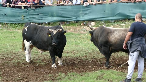 Zimonja od Hrstića vs Mali Krilan od koalicije Benkovac Šestanovac 2025