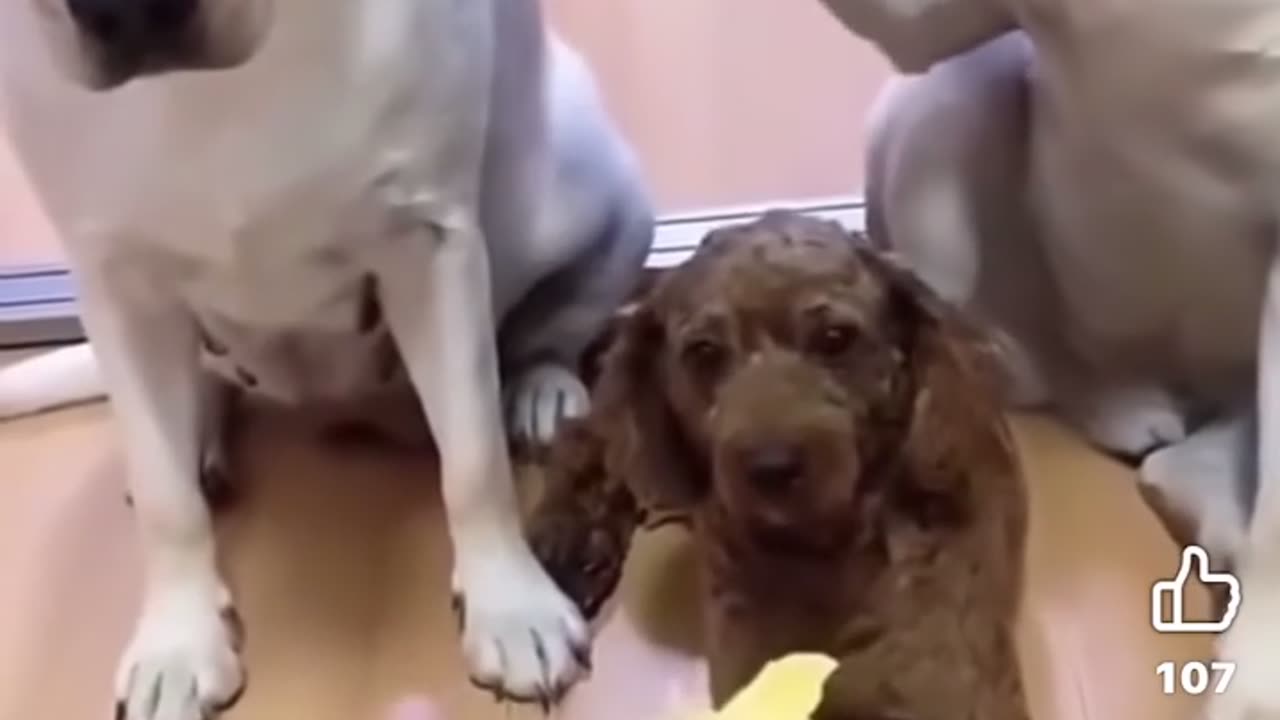 😂🐶 When You're Trying to Discipline, But Your Dog Has Other Plans... | FunFM