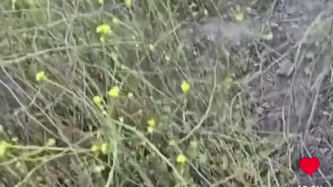 🤣😆 The Most Contagious Wheezing Laugh Ever! | FunFM
