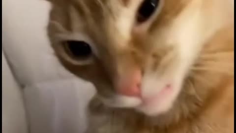 Cats being jerks