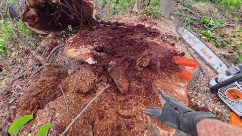 TIMBER! Tree Removal Done Right - Clearing Fenceline & Splitting Firewood + Daisy & Hens Update 🐄🐓