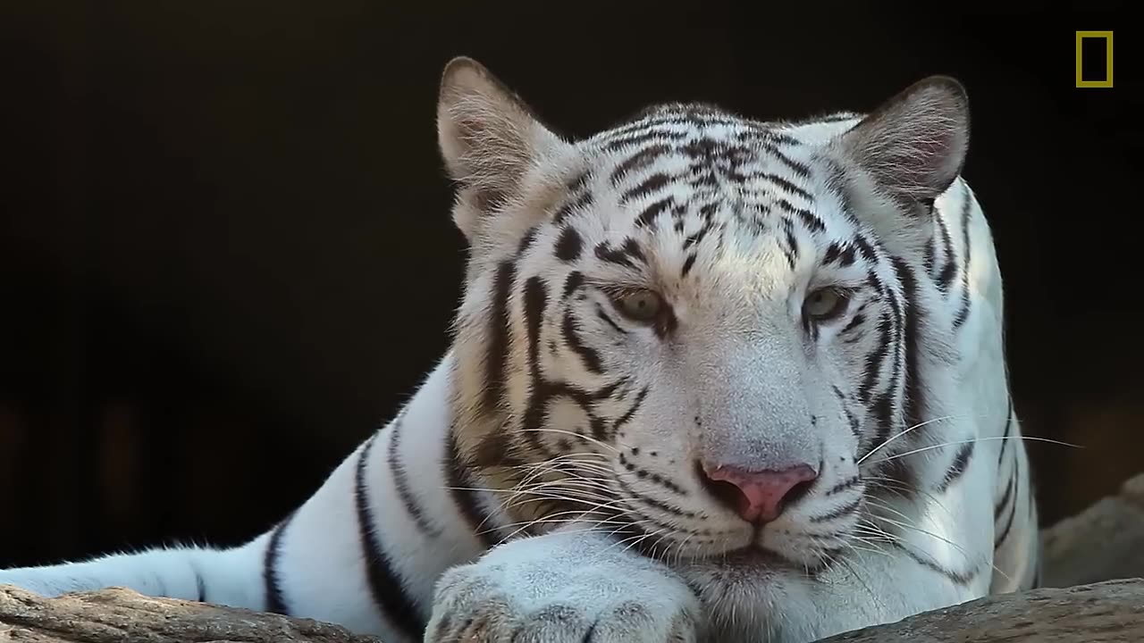 Love All Life Always #96 - All Things Tigers - Nature's Magnificent Cats