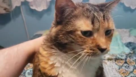 When a Cat Finds the Perfect Pet: Pure Bliss Moments