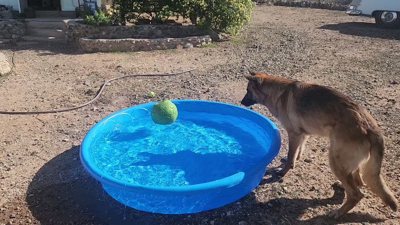 German shepard pool party
