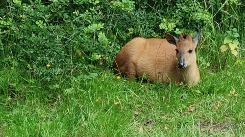 Red Forest Duiker